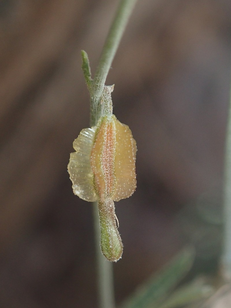 Narrowleaf Moonpod photo 2