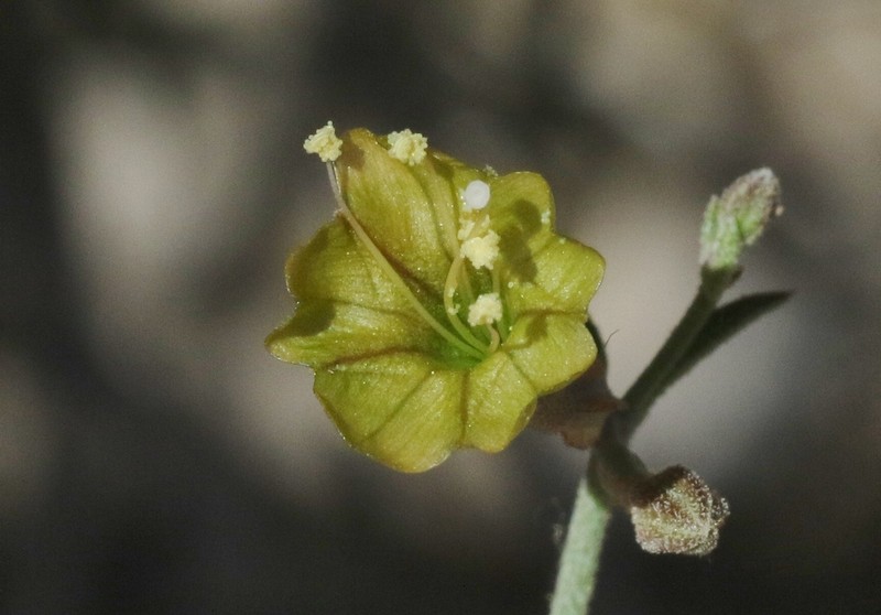 Narrowleaf Moonpod photo 3