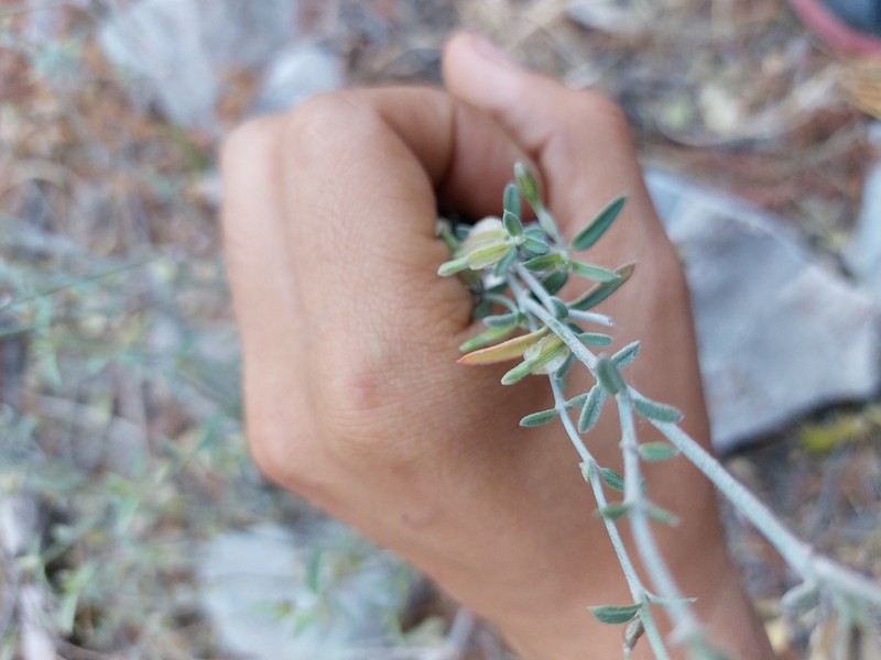 Narrowleaf Moonpod photo 5