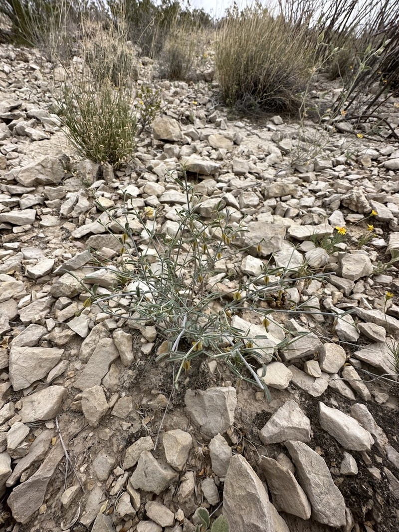 Narrowleaf Moonpod photo 6