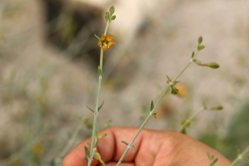 Narrowleaf Moonpod photo 7