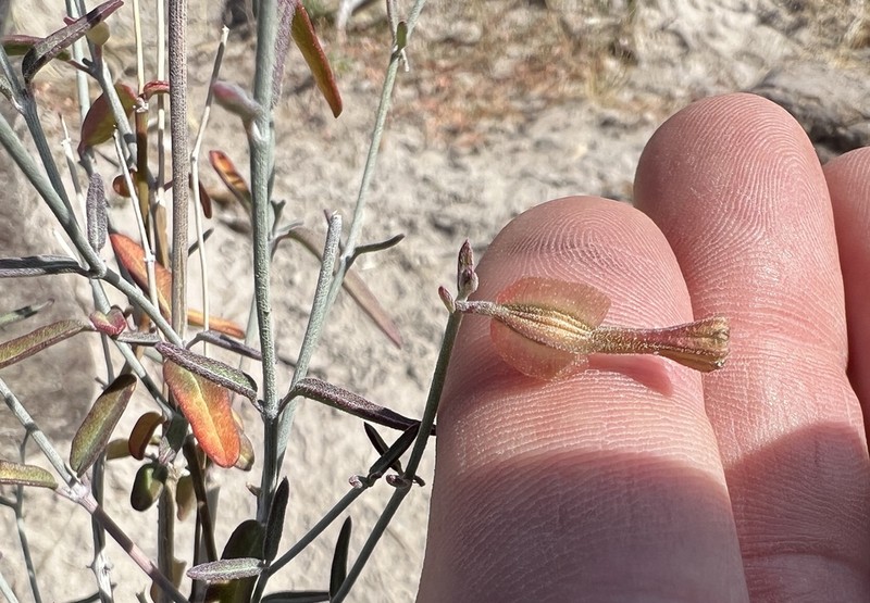 Narrowleaf Moonpod photo 8