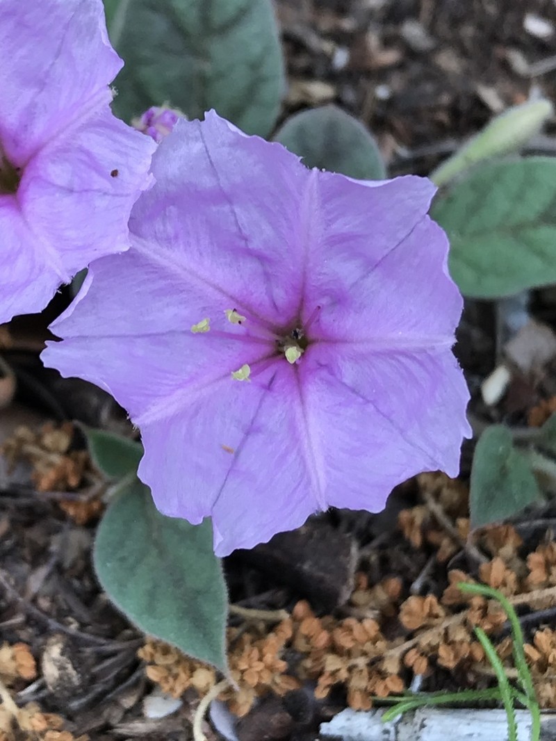 Obliqueleaf Trumpets photo 2