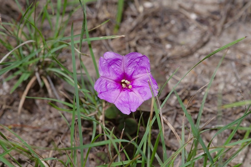 Obliqueleaf Trumpets photo 3