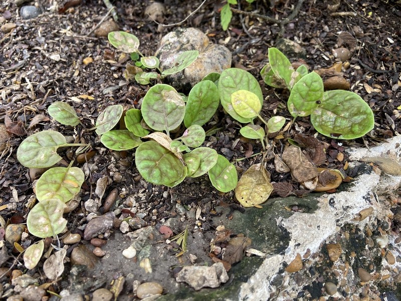 Obliqueleaf Trumpets photo 5