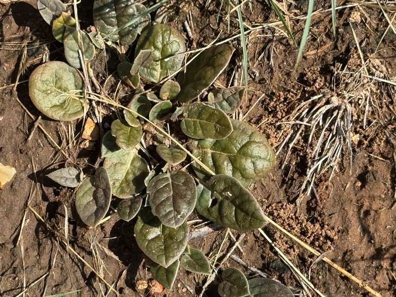 Obliqueleaf Trumpets photo 6