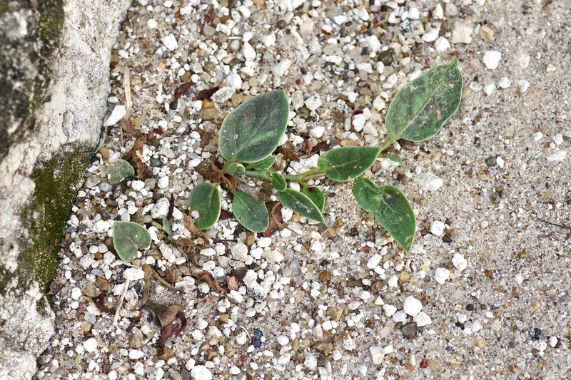 Obliqueleaf Trumpets photo 7