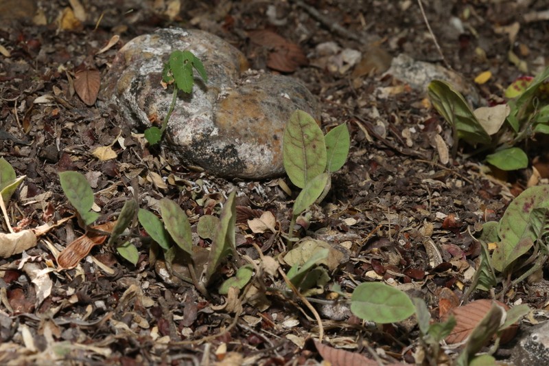 Obliqueleaf Trumpets photo 8