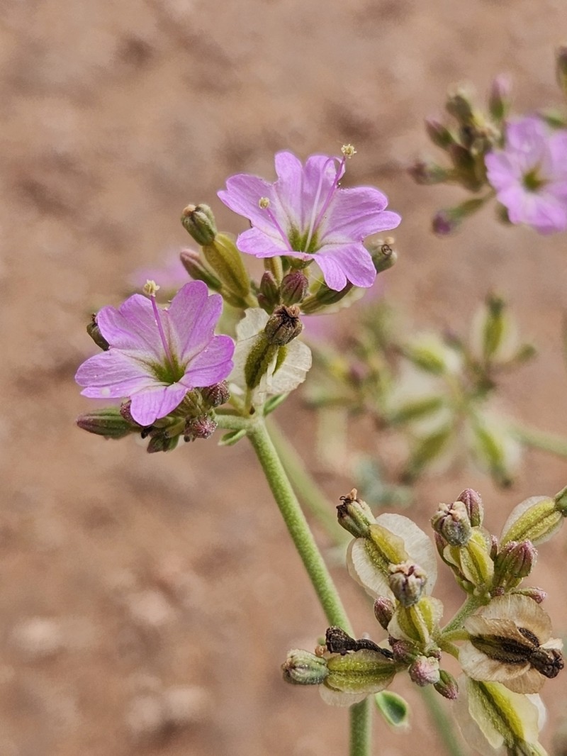 Goosefoot Moonpod