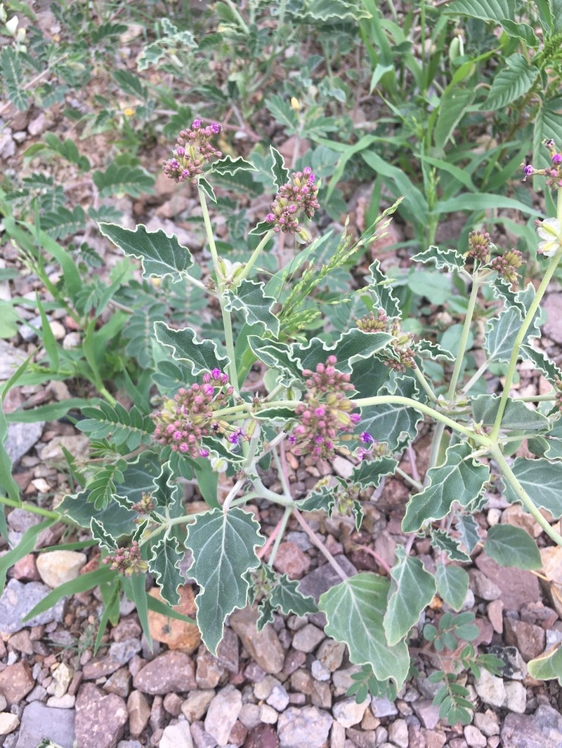Goosefoot Moonpod photo 2