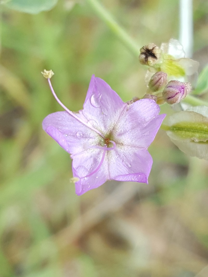 Goosefoot Moonpod photo 3