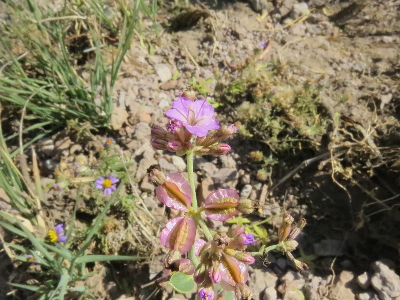 Goosefoot Moonpod photo 4