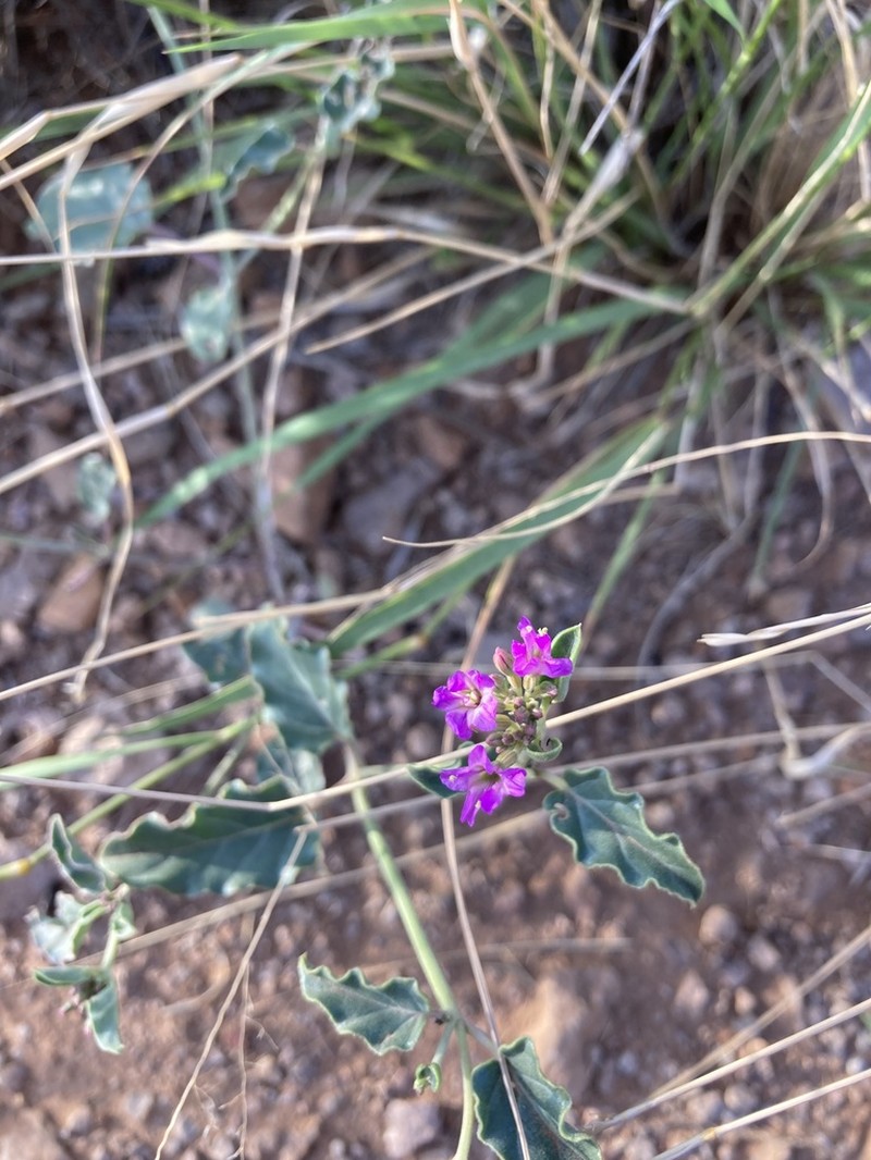 Goosefoot Moonpod photo 5