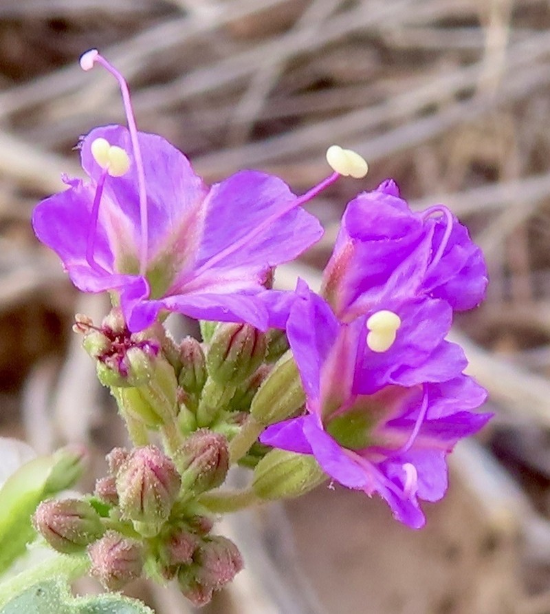 Goosefoot Moonpod photo 6