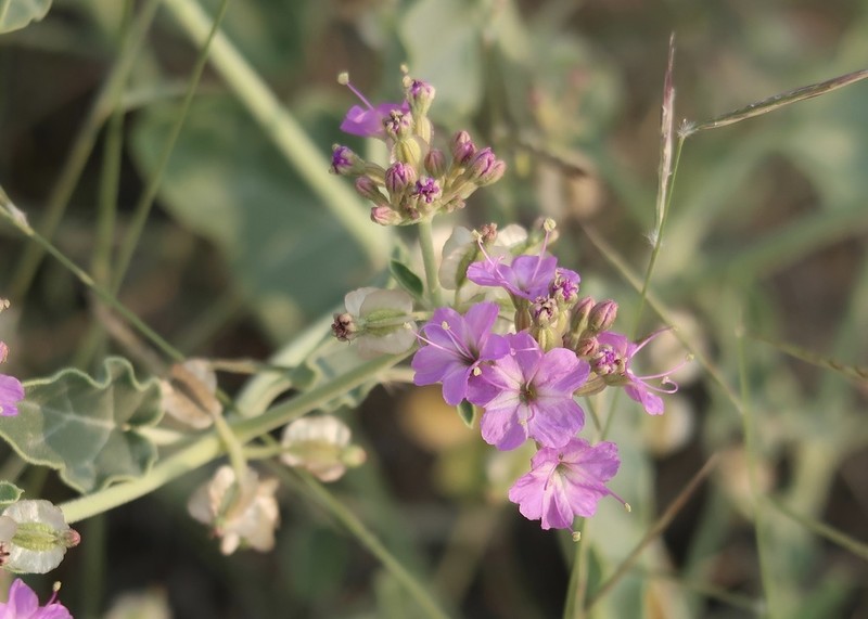 Goosefoot Moonpod photo 7
