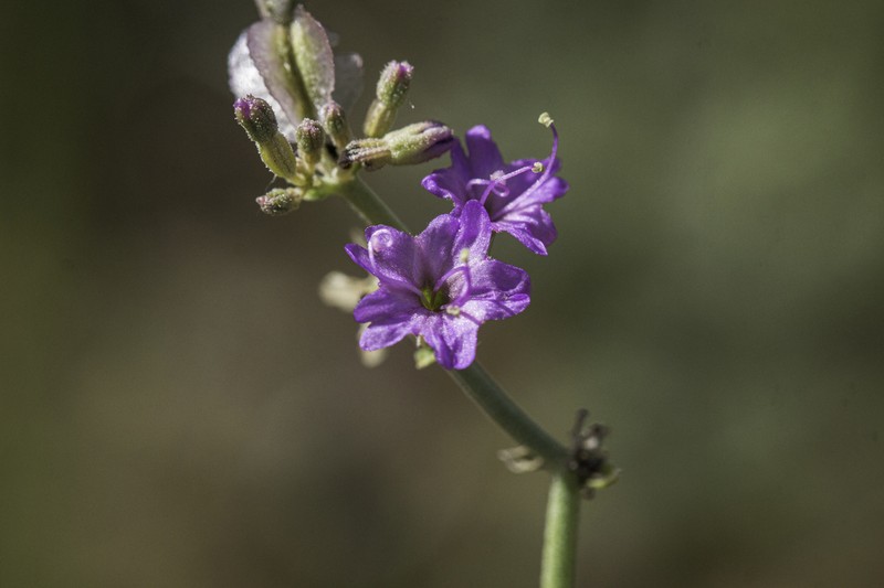 Goosefoot Moonpod photo 8