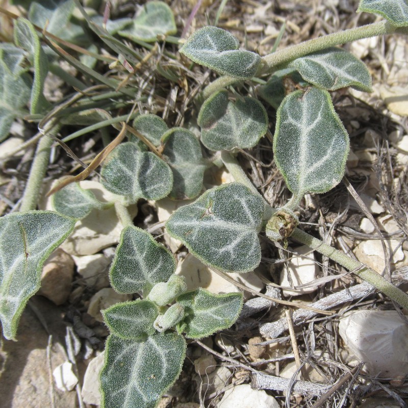 Texas Trumpets photo 2