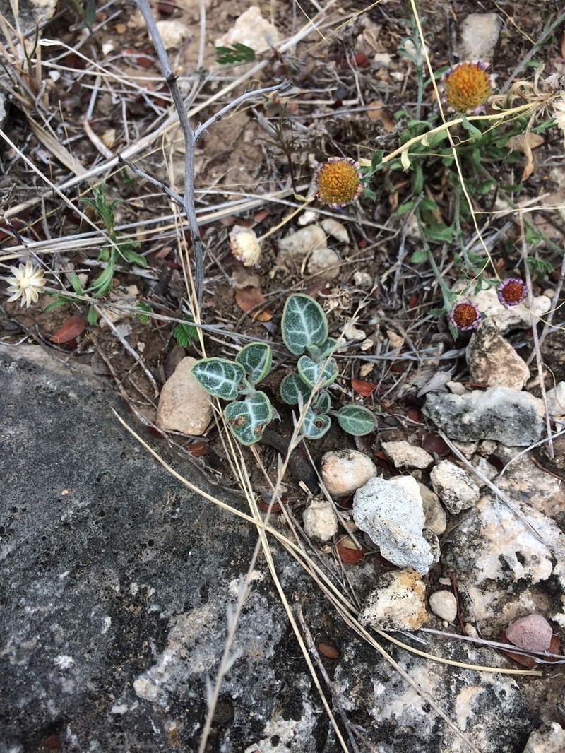 Texas Trumpets photo 4