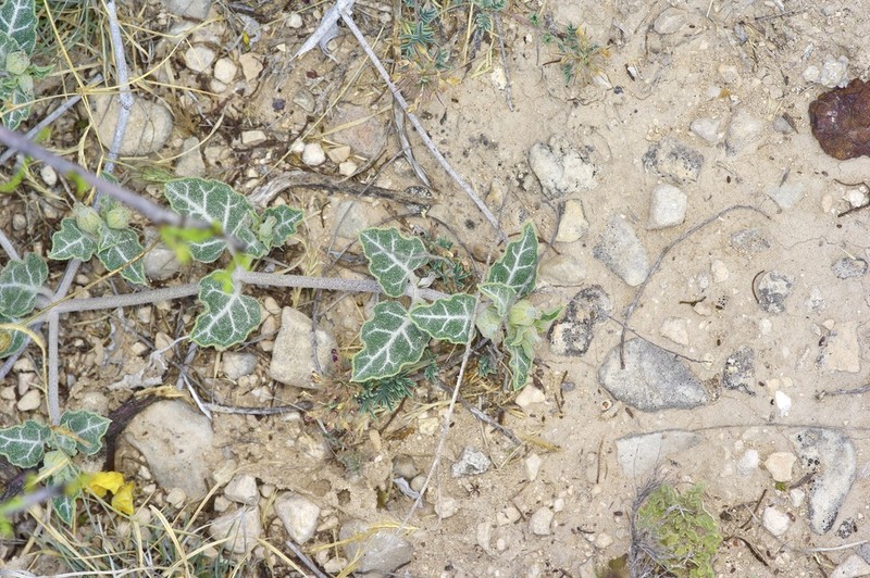 Texas Trumpets photo 5