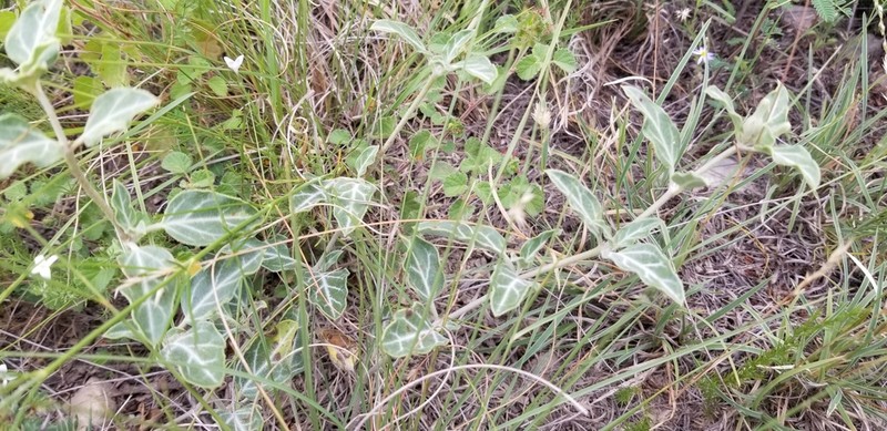 Texas Trumpets photo 6