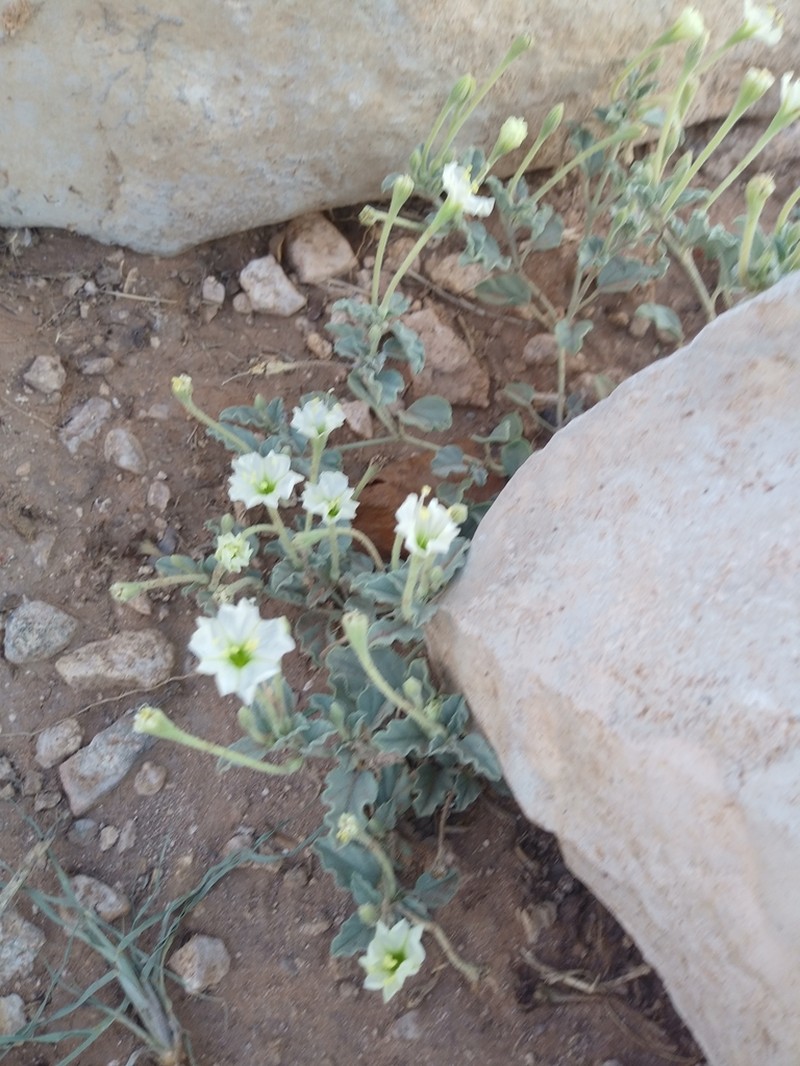 Spreading Moonpod photo 4