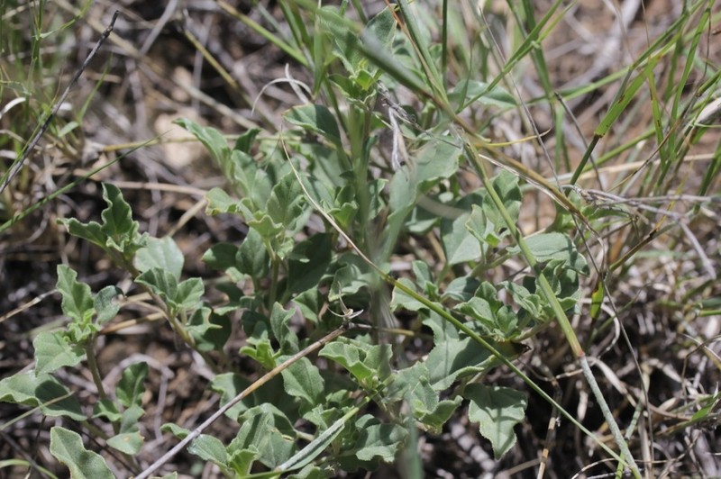 Spreading Moonpod photo 6
