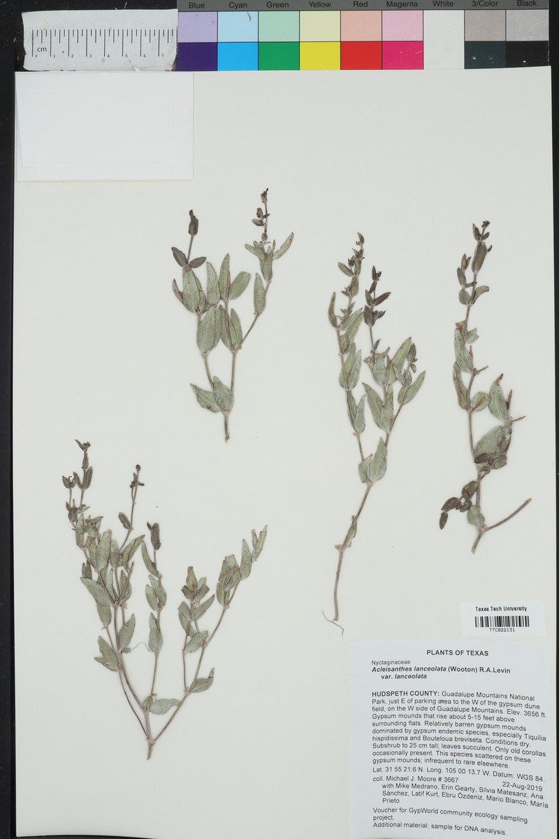 Gypsum Moonpod