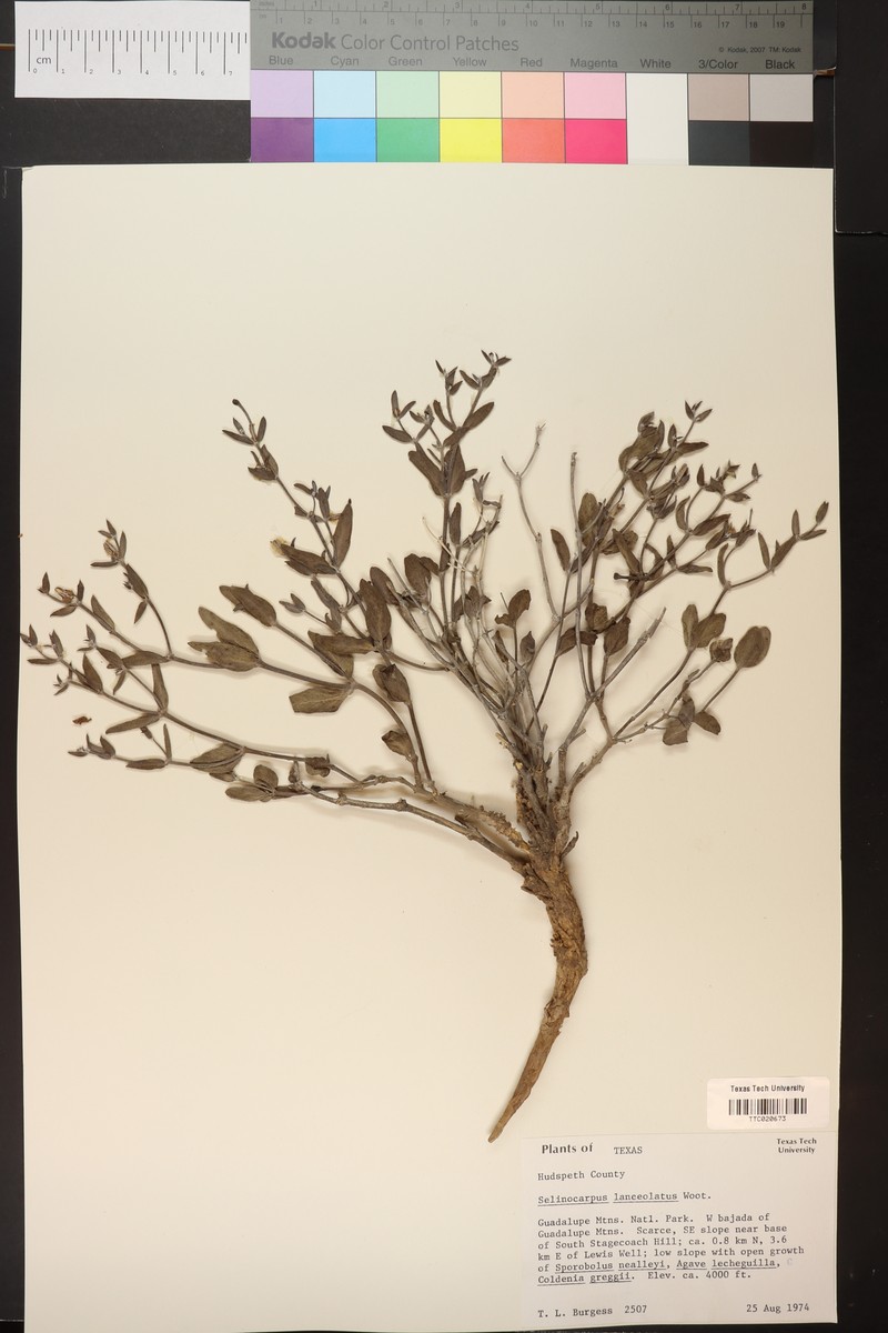 Gypsum Moonpod photo 4