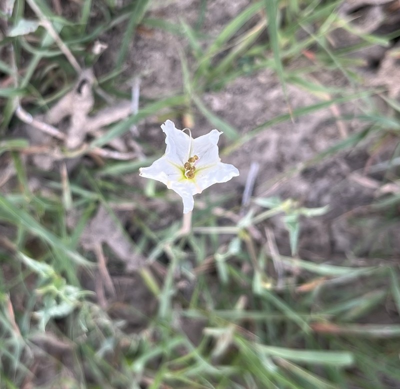 Angel's Trumpets photo 2
