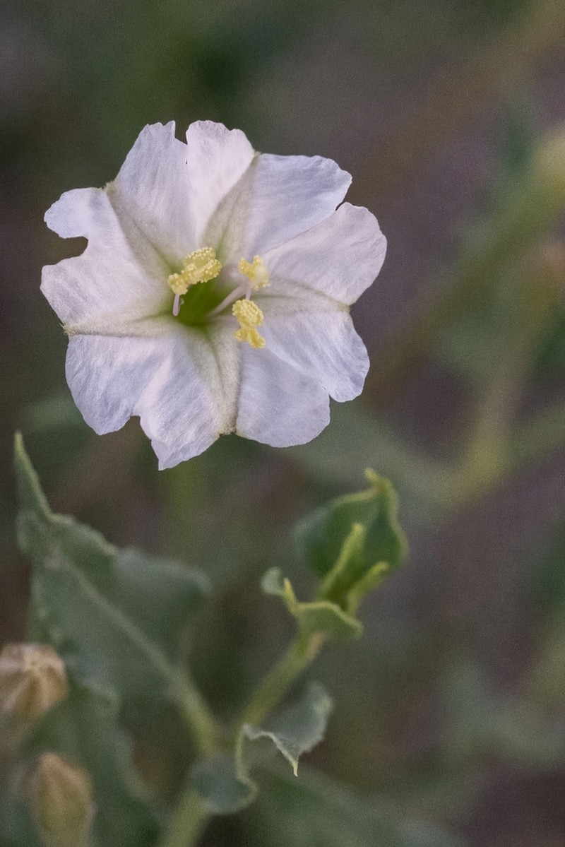 Angel's Trumpets photo 4