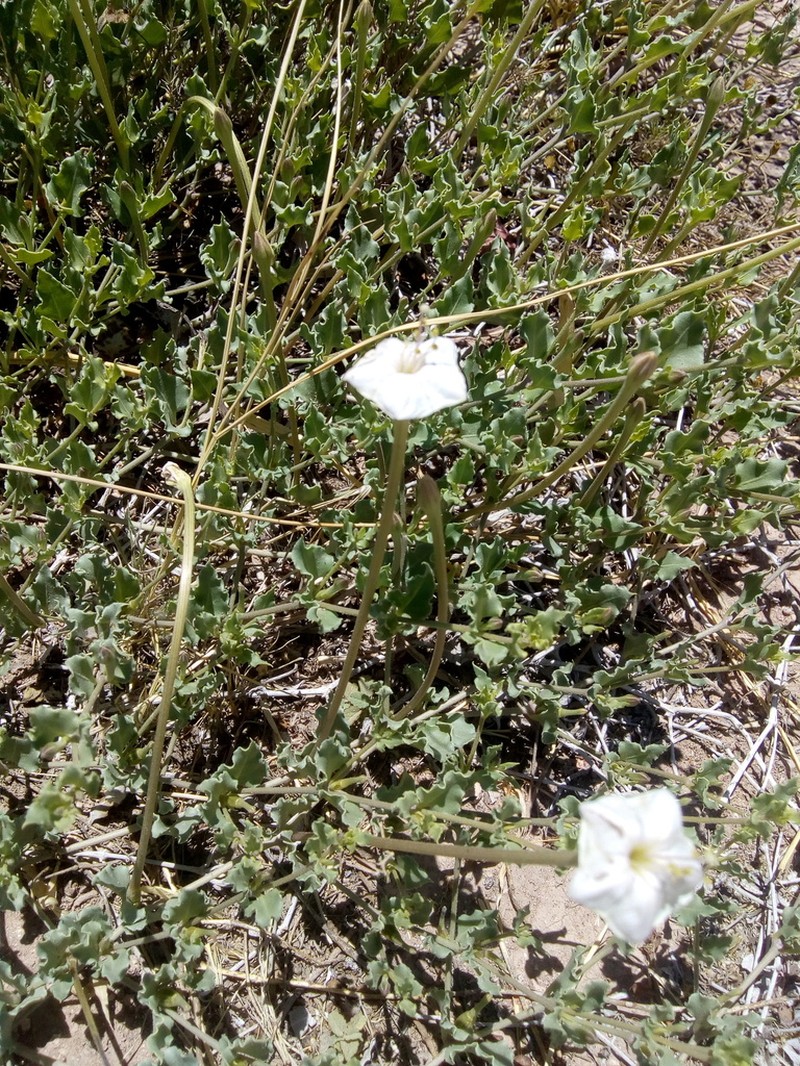 Angel's Trumpets photo 5