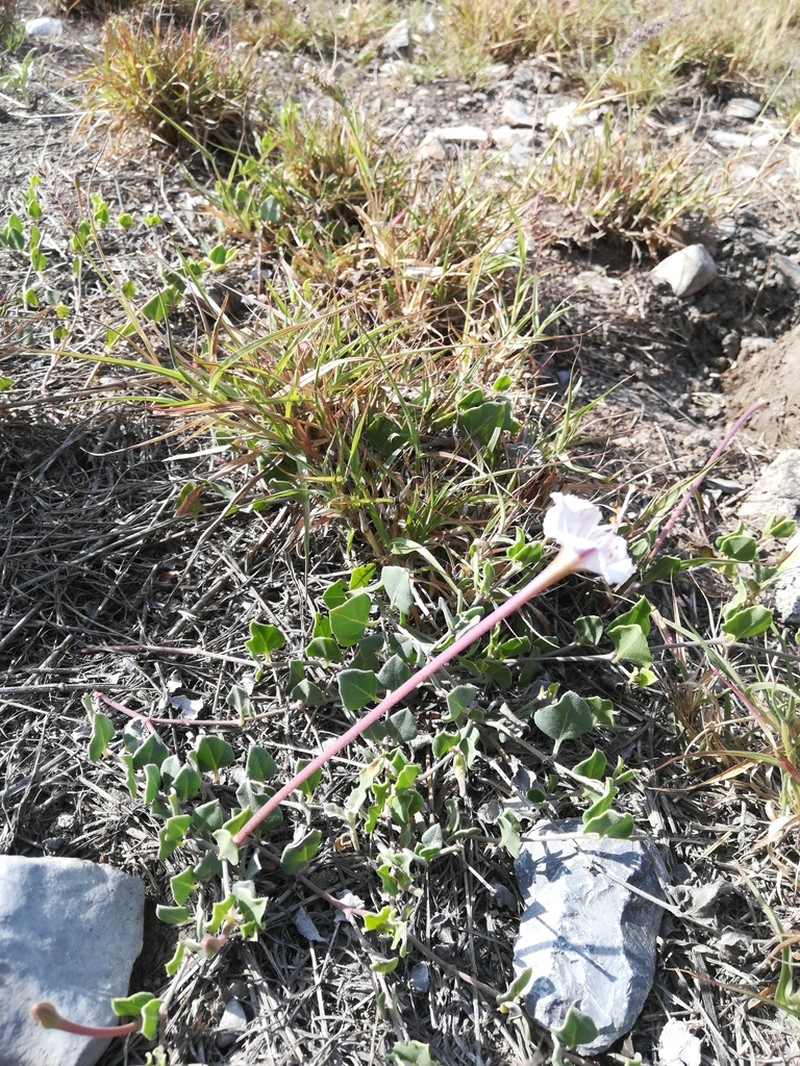 Angel's Trumpets photo 6