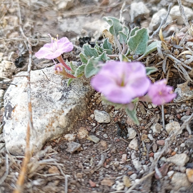Acleisanthes nana