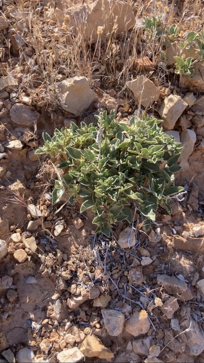 Desert Moonpod photo 3