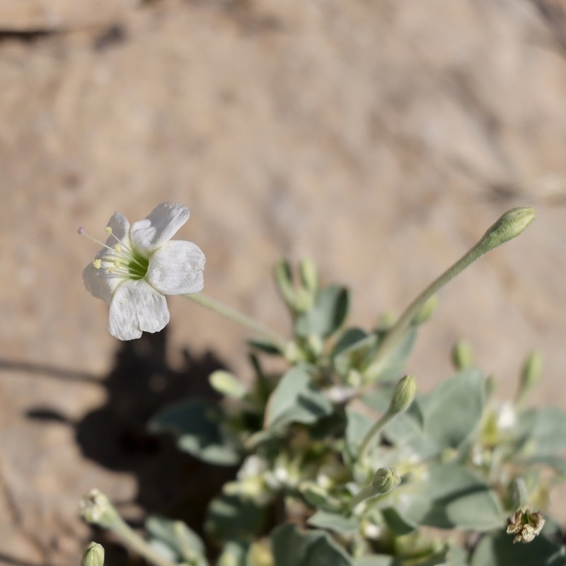 Desert Moonpod photo 4