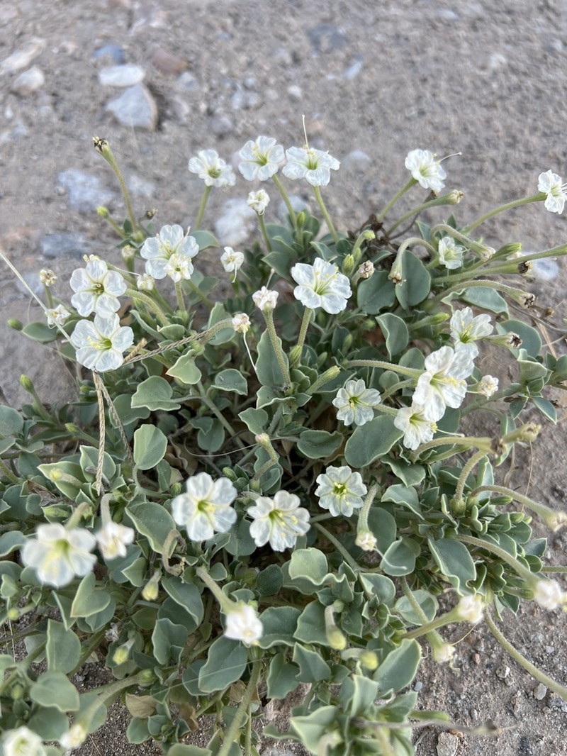 Desert Moonpod photo 5