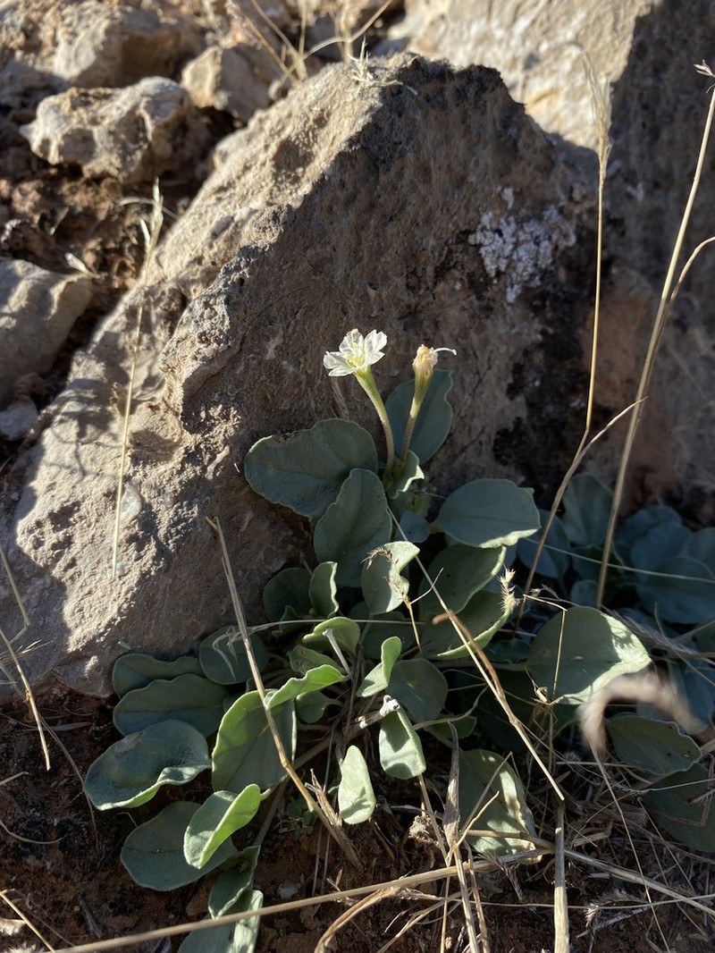 Desert Moonpod photo 6