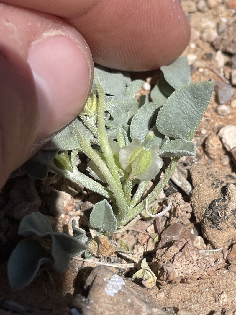 Desert Moonpod photo 8