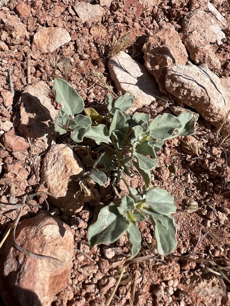 Desert Moonpod photo 9