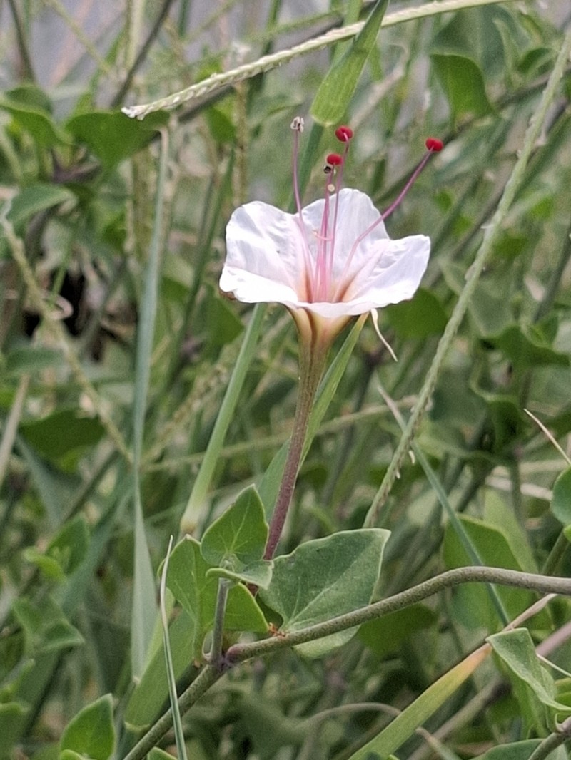 Berlandier's Trumpets
