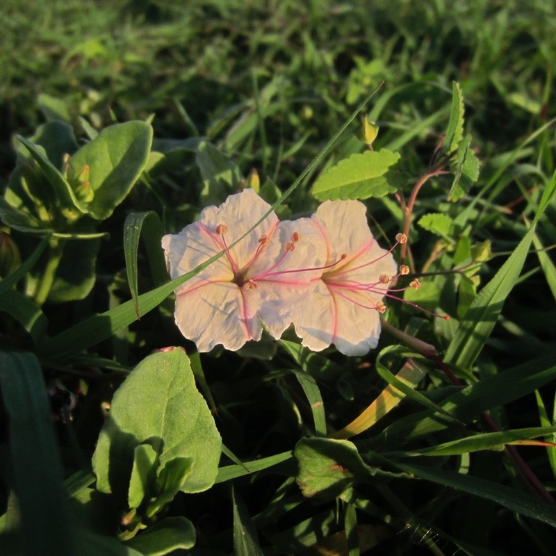 Berlandier's Trumpets photo 2