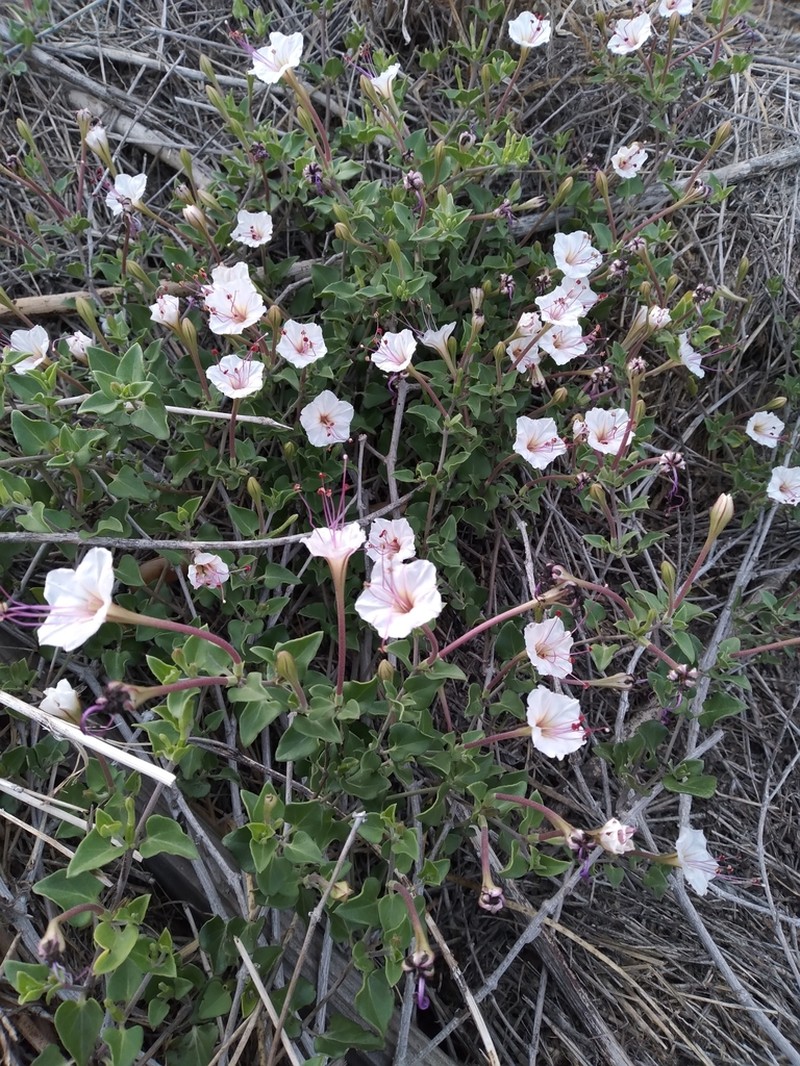 Berlandier's Trumpets photo 3