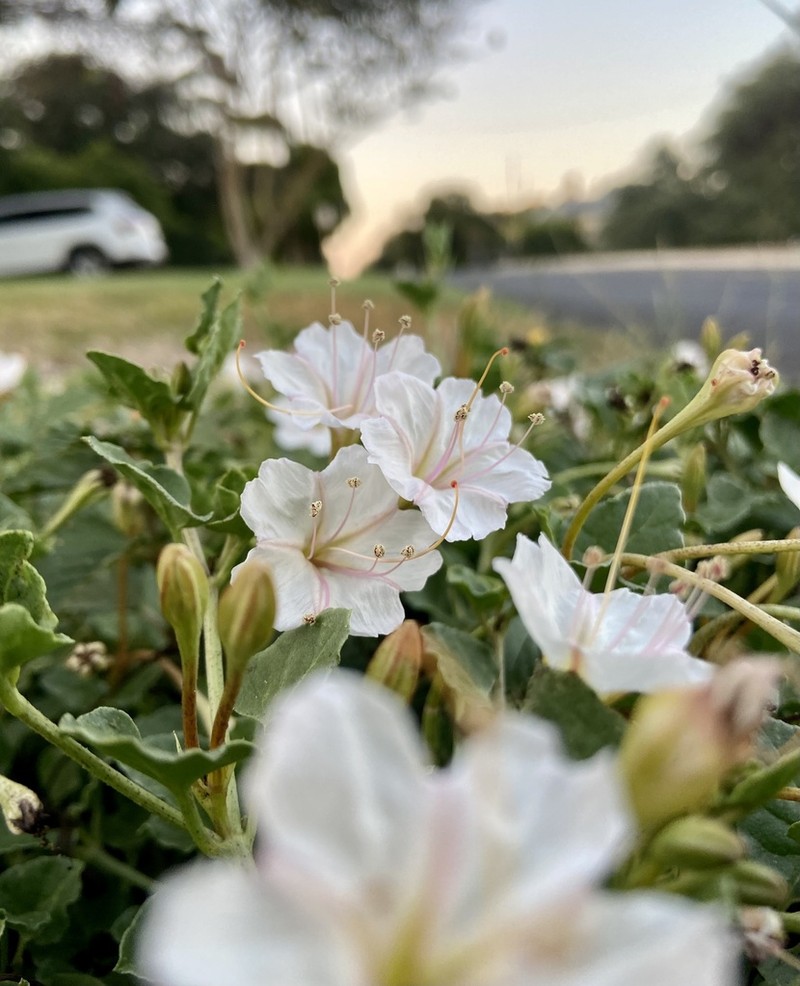 Berlandier's Trumpets photo 5