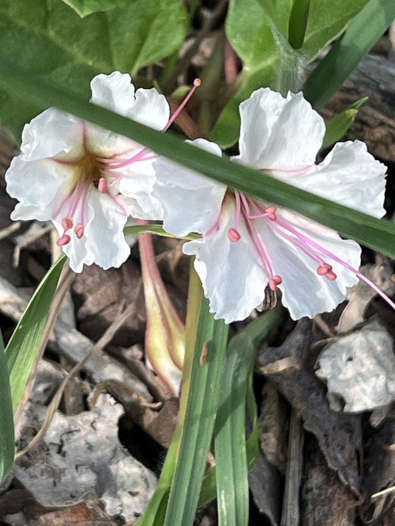Berlandier's Trumpets photo 6