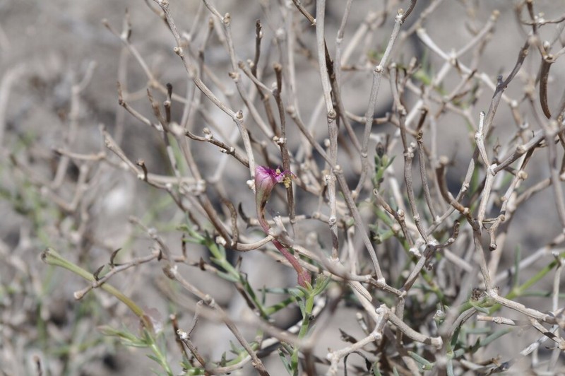 Acleisanthes palmeri