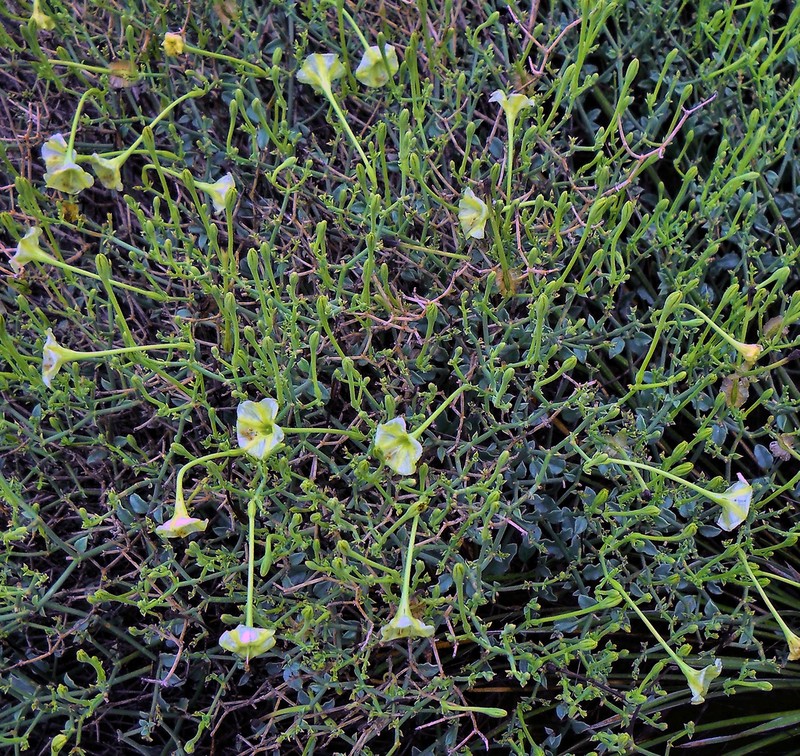Littleleaf Moonpod photo 2