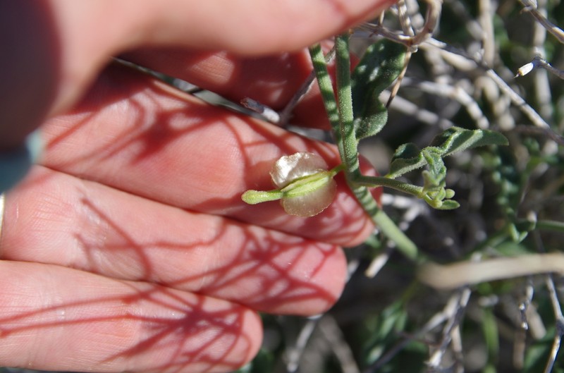 Littleleaf Moonpod photo 4
