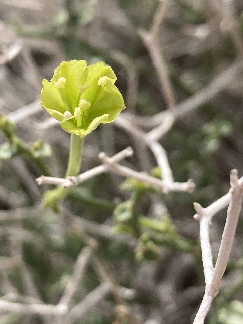 Littleleaf Moonpod photo 6
