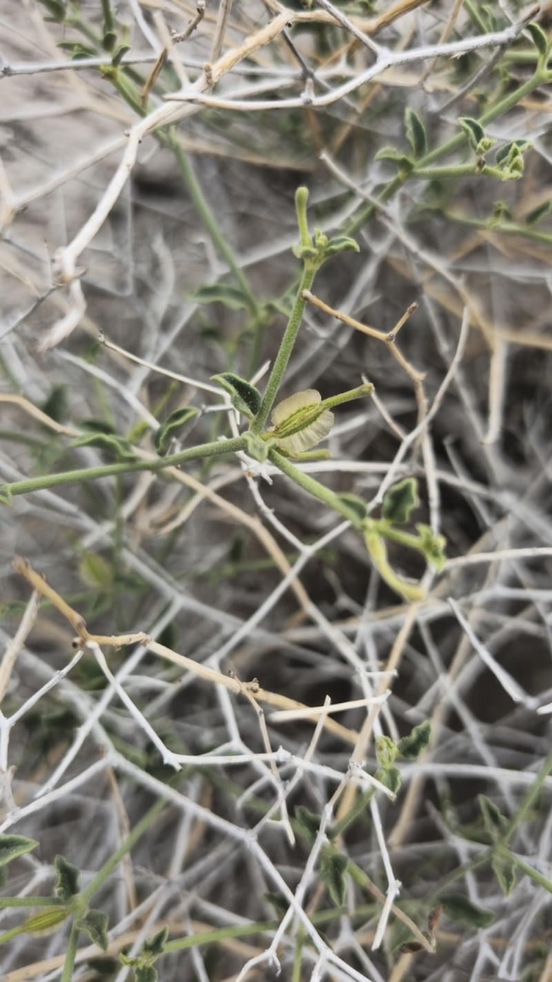 Littleleaf Moonpod photo 7