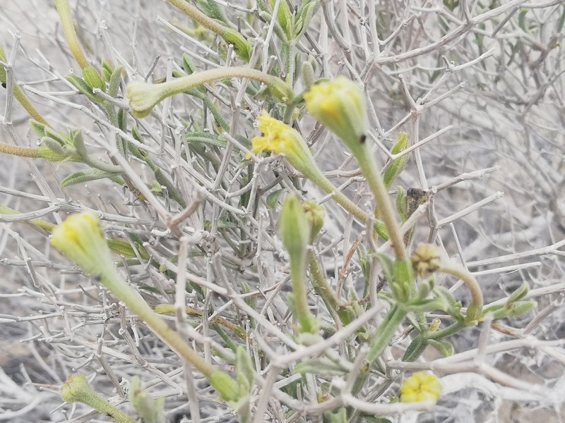 Acleisanthes purpusiana